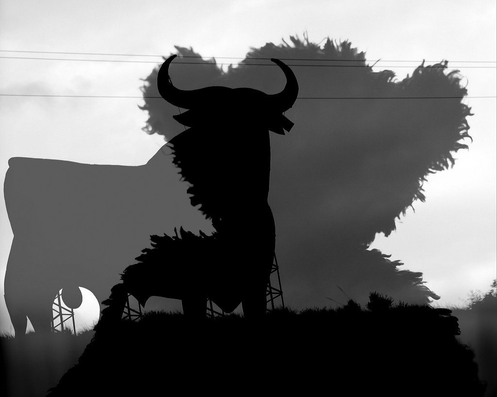 bull of bear