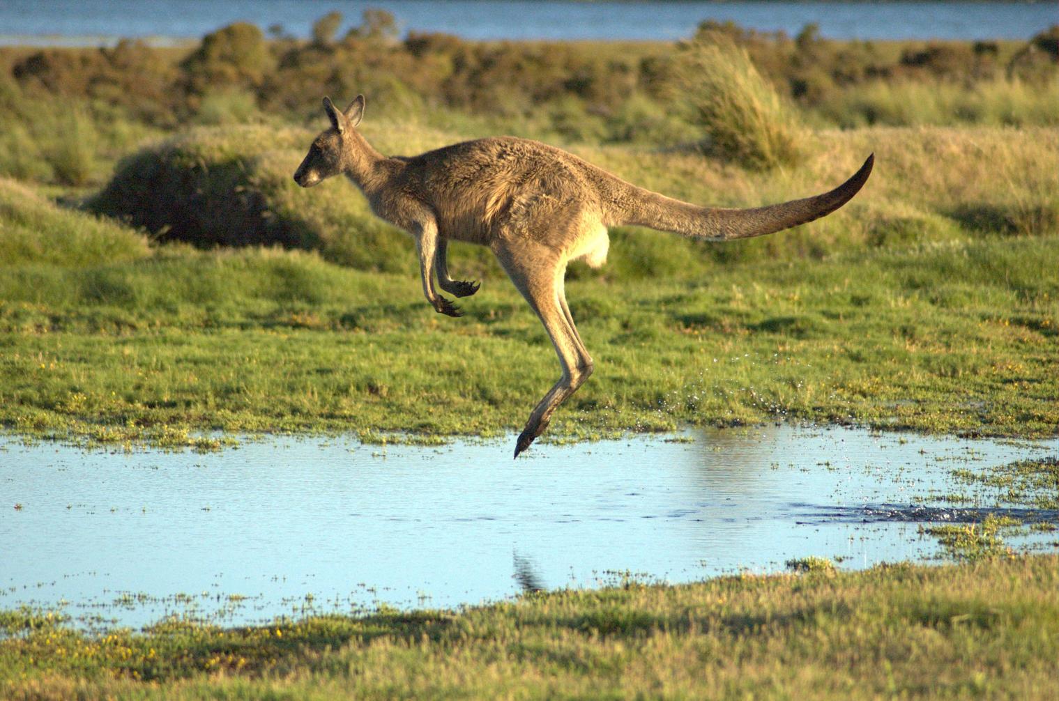 silver kangaroo