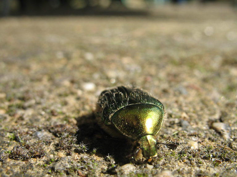 goldbug