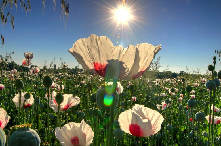 Afghanistan